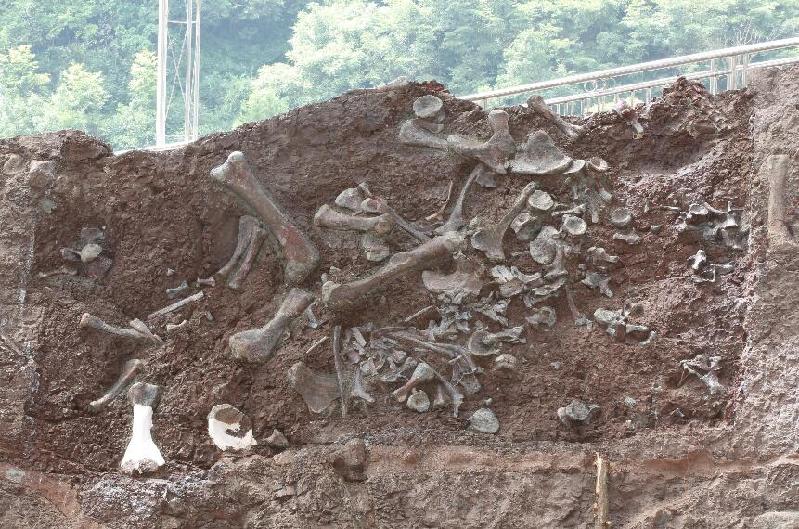 “侏羅紀(jì)公園”即將問世？重慶見證我國(guó)新的“恐龍動(dòng)物群” 產(chǎn)生